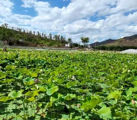 观荷赏月在九渡2