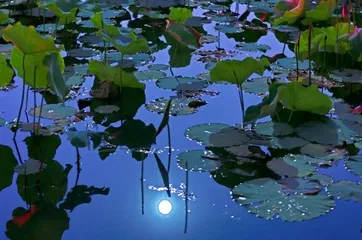 观荷赏月在九渡3