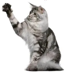 解读宠物猫的 “精神变态”