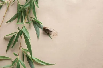 意欲捕鸣蝉