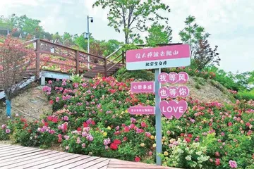 连云港市连云老街：百年街巷里的婚育新风尚