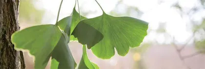 聆听嫩芽的呢喃