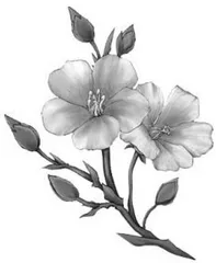  褐金门·花如雨(外一首)  