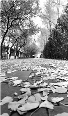 回忆与匆匆 (外一篇) 