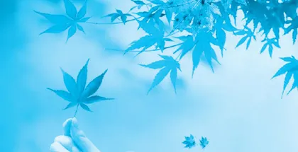 梧桐树