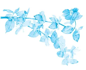又见忍冬花 