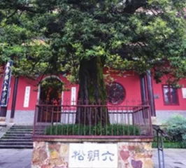 长沙的三棵树