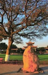 长沙的三棵树1