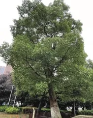 长沙的三棵树2