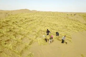 红紫纷纷尽斗妍,游蜂舞蝶亦翩翩2