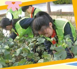 我爱棉花