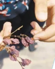 暑假小读者“打卡”新闻联播（第二辑）