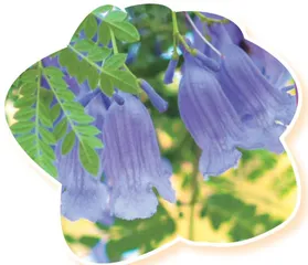 我的“花 ” 样生活1
