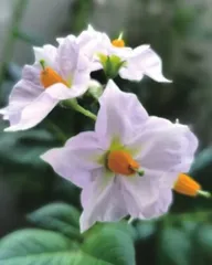 土豆花开