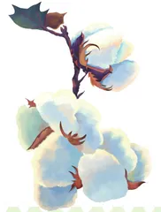 随手拾起一朵长绒棉