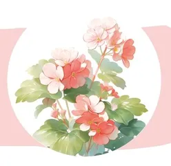 那丛铁海棠牵动了我的情思