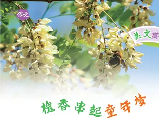 槐香串起童年梦