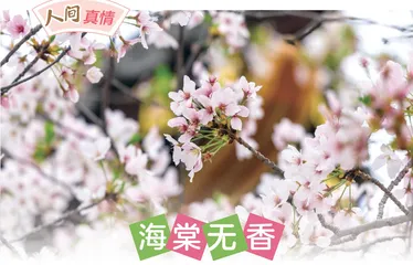 海棠无香