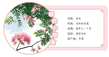 合欢：从来不孤单
