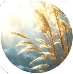 芦苇：出名要趁早