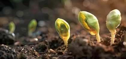 种子的出发1