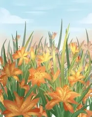 萱草花儿开