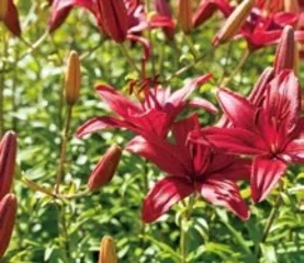 萱草花儿开1
