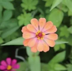 百日菊：她最炫酷的历史是上过太空