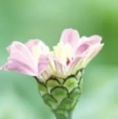 百日菊:她最炫酷的历史是上过太空1