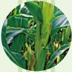 玉米叶上的“瞎碰子”