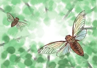 夏蝉在歌唱