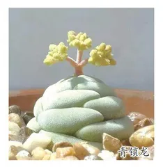 堪比艺术品的多肉植物
