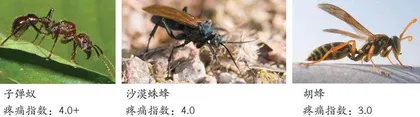 疼痛排行榜