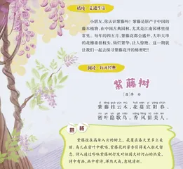 紫藤花开