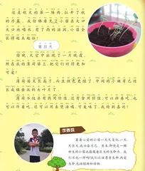 薄荷生长日记2