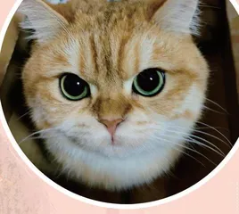 我家的小猫