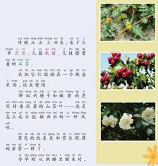  山茶花