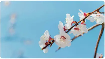 白梅幽落清茗香