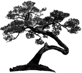 记叙中的描写与抒情