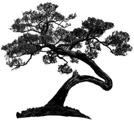 记叙中的描写与抒情