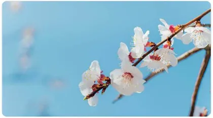 白梅幽落清茗香