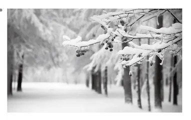 天冷了，煮一碗雪 