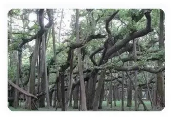 树木转圈长