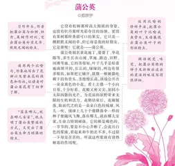 蒲公英
