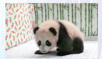 这只熊猫叫“喀秋莎”