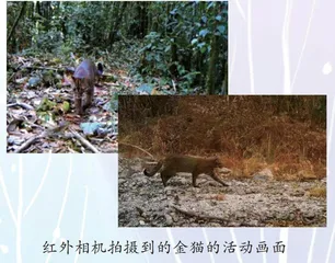 四千多米的高山上有只金猫
