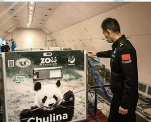 “绿色通道”迎接旅外国宝回家