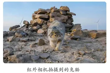 兔狲是只猫