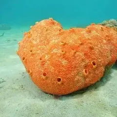 用生物学视角打开《海绵宝宝》1