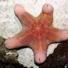 用生物学视角打开《海绵宝宝》2